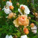 R_Ghislaine de feligonde_DM12